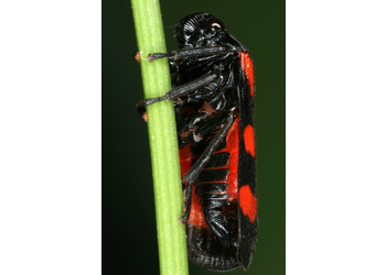 Weinbergs-Blutzikade (Cercopis arcuata) - © Gernot Kunz